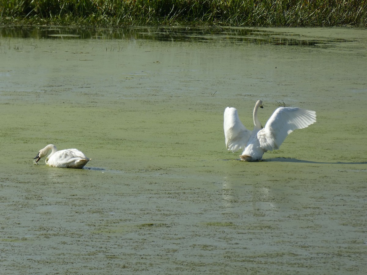 Trumpeter Swan - ML642291368