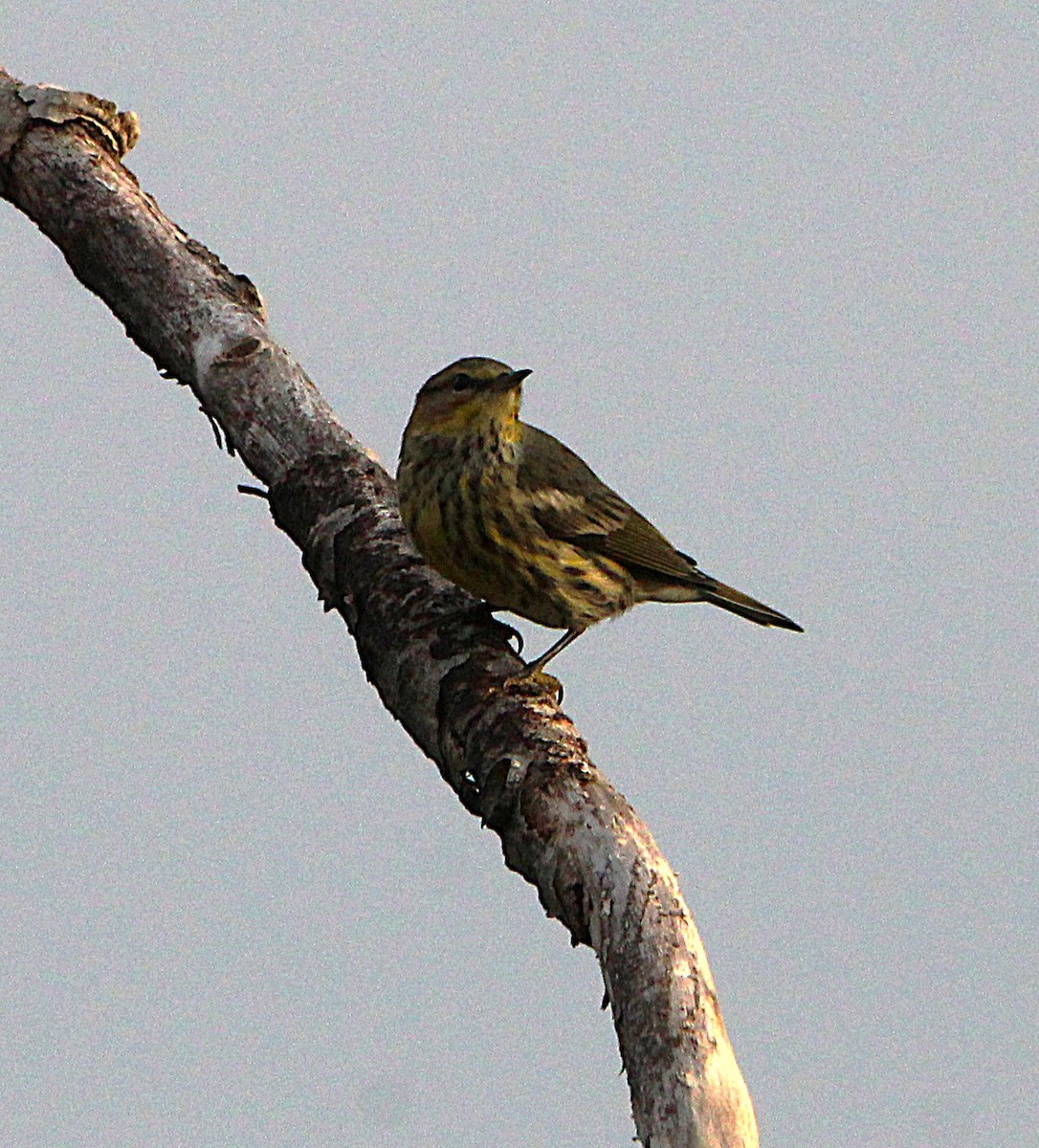 Cape May Warbler - ML642291369