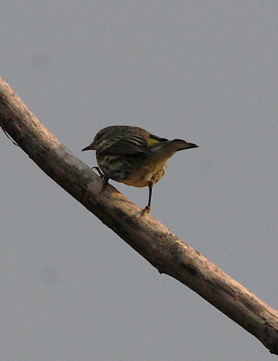 Cape May Warbler - ML642291370