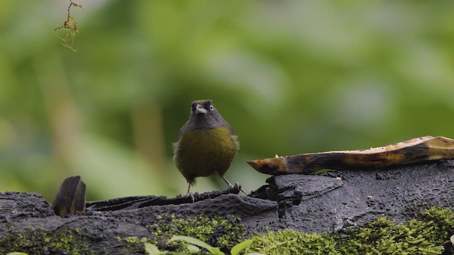 Dusky-faced Tanager - ML642291371