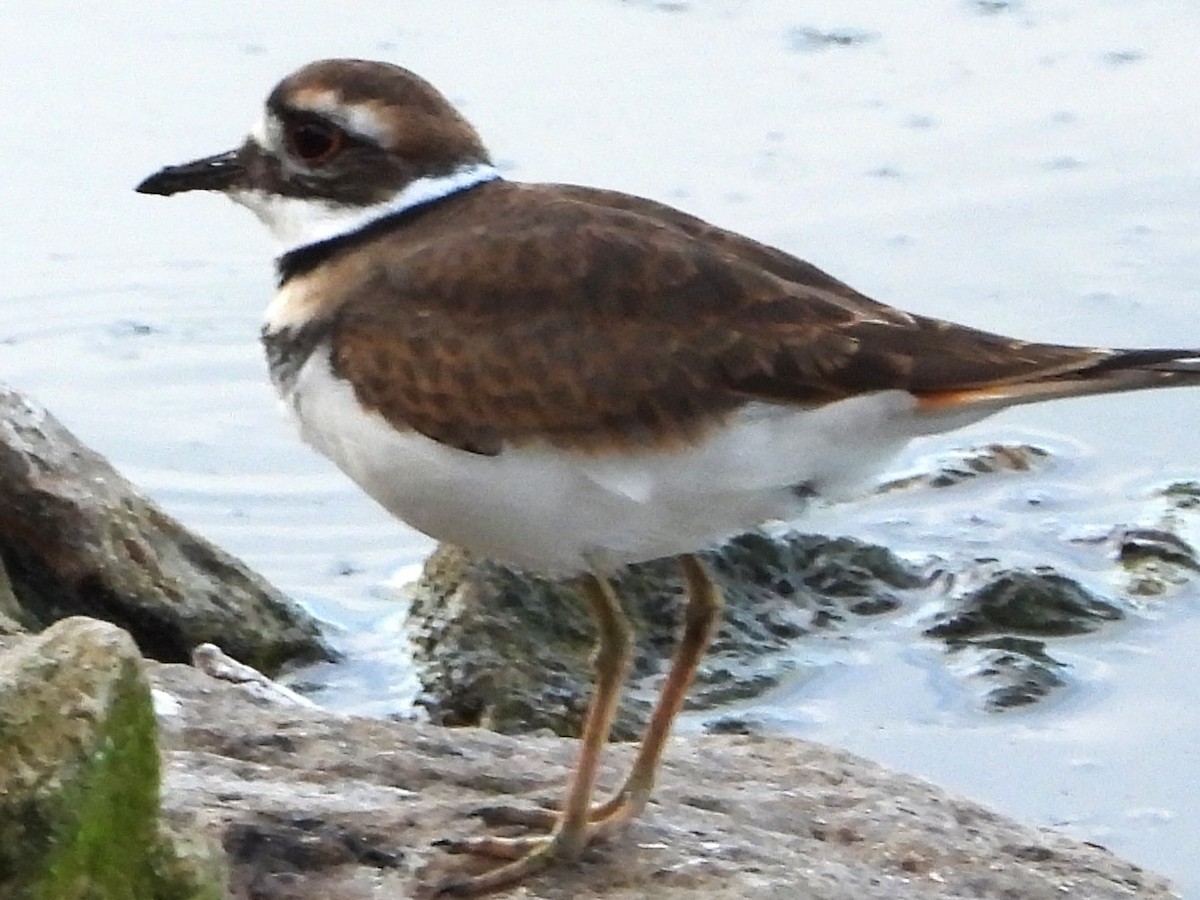 Killdeer - ML642291372