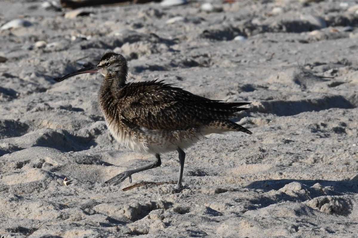 Whimbrel - ML642291373