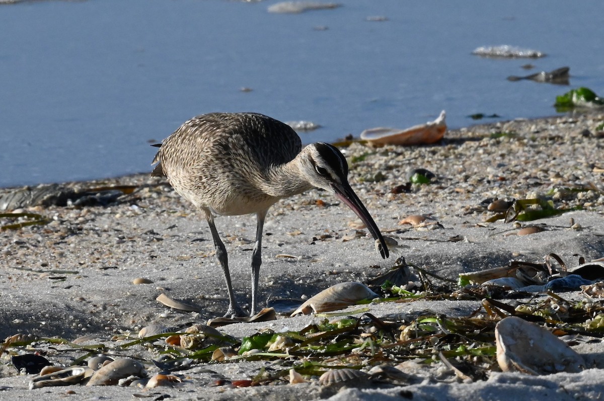 Whimbrel - ML642291374