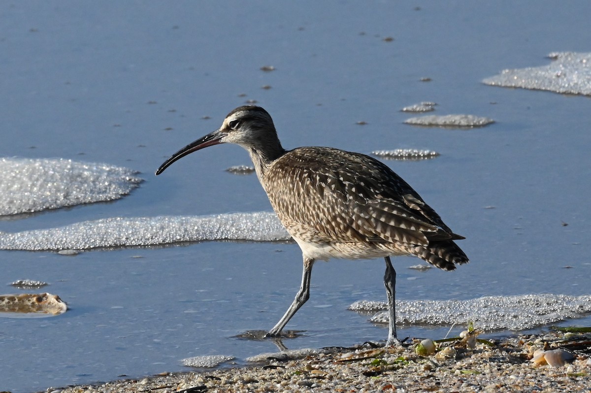 Whimbrel - ML642291375