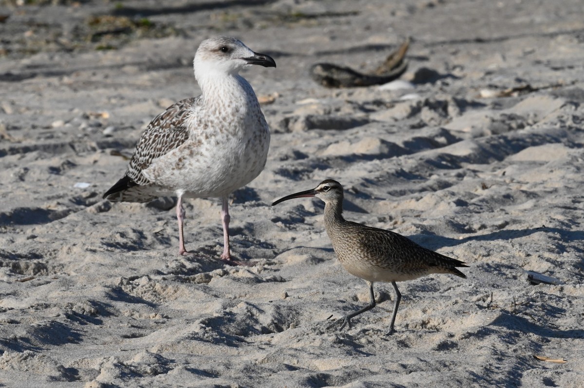 Whimbrel - ML642291376