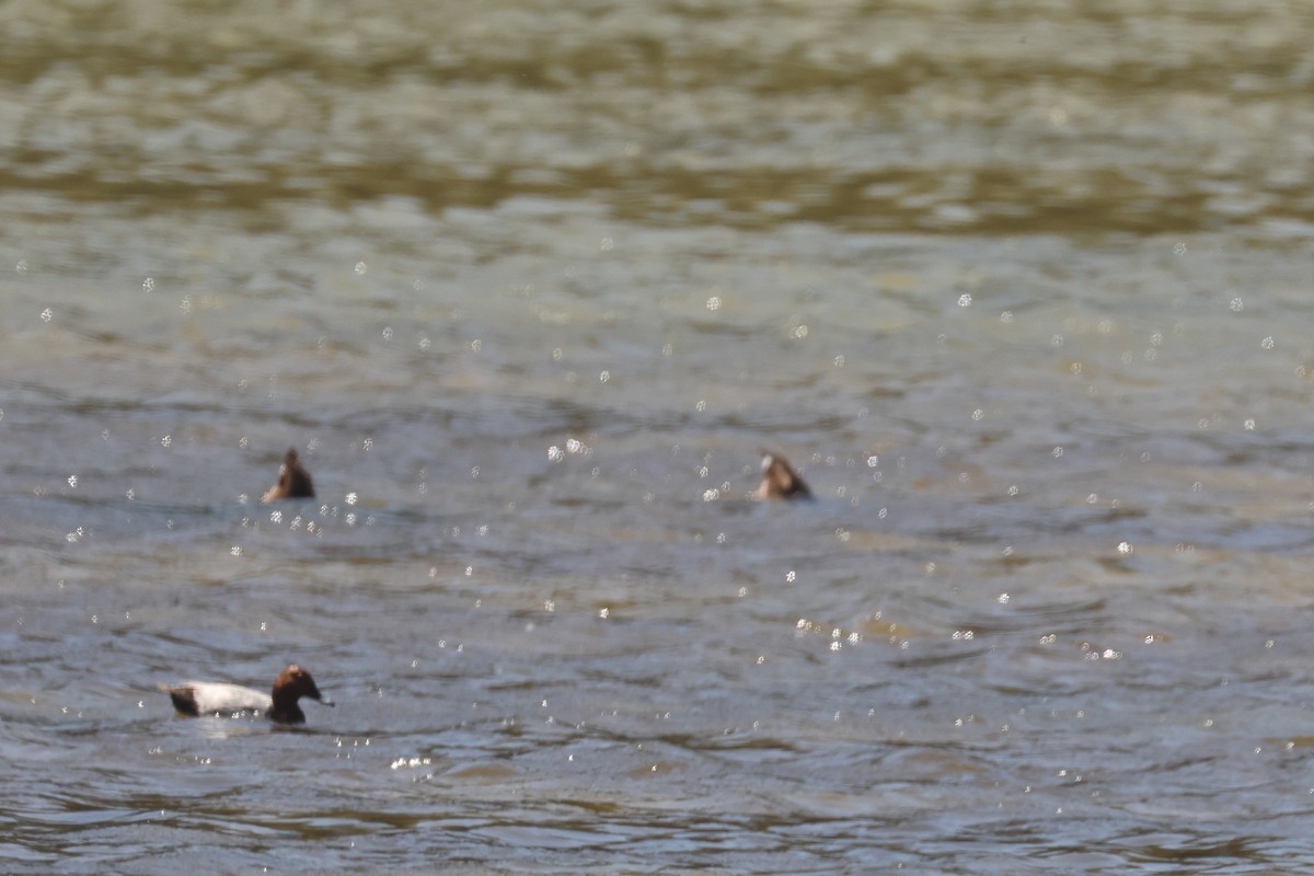 Common Pochard - ML642291377