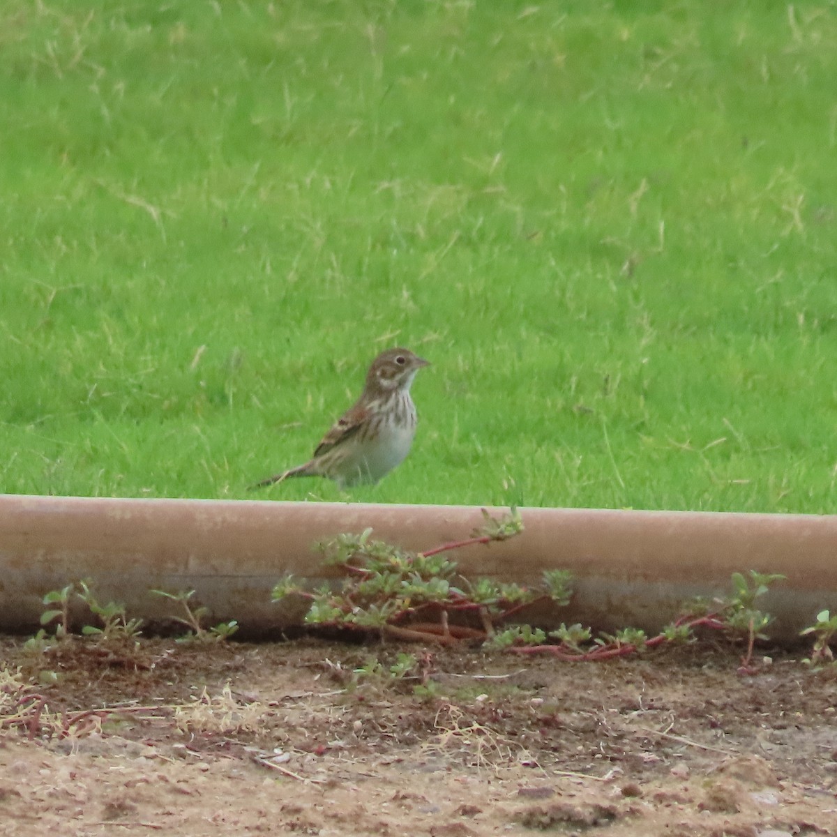 Vesper Sparrow - ML642291382