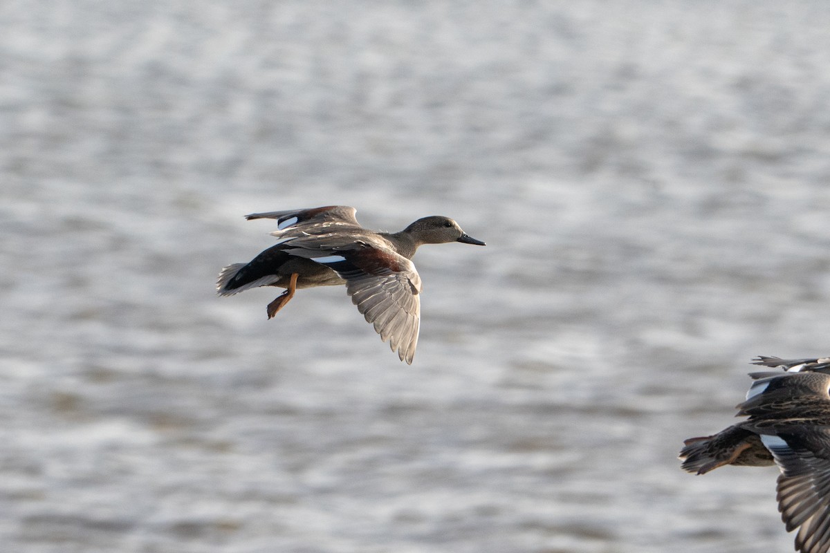 Gadwall - ML642291383