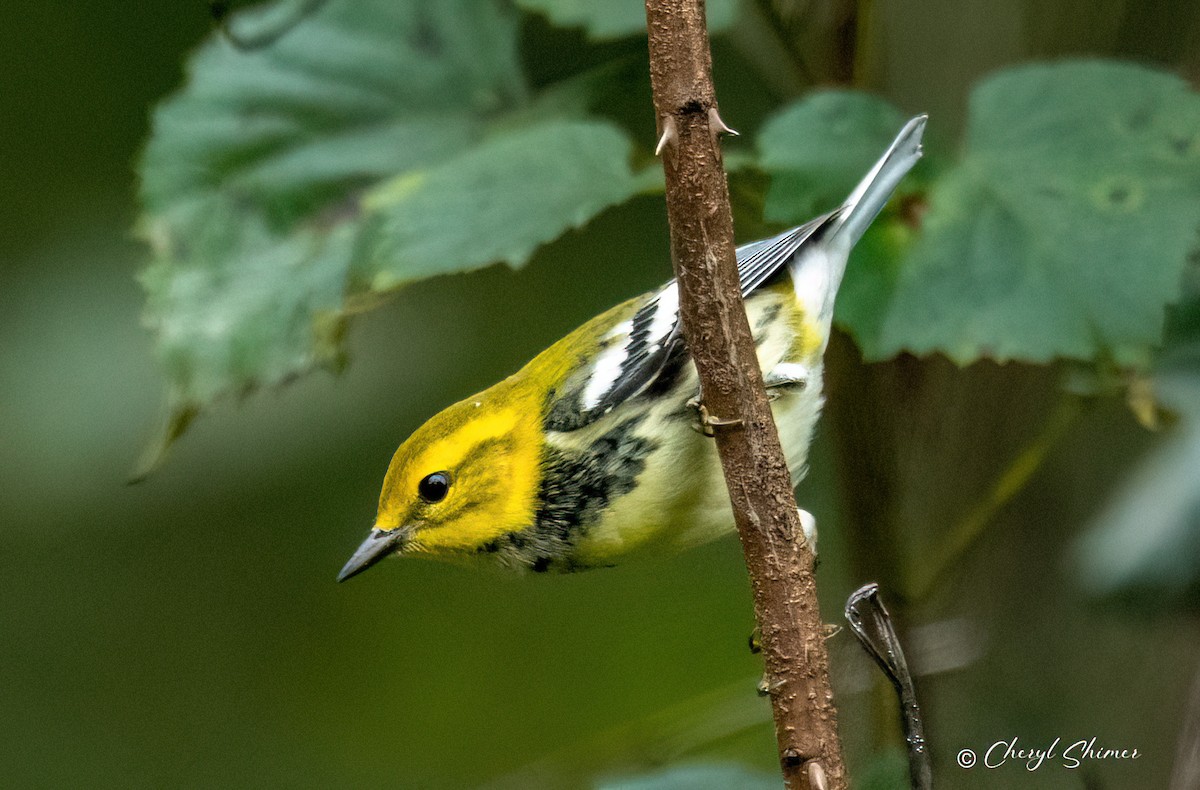 Black-throated Green Warbler - ML642291384
