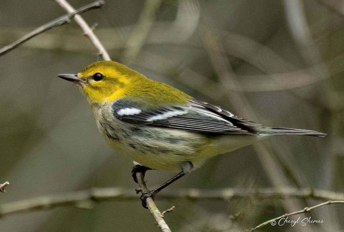 Black-throated Green Warbler - ML642291385
