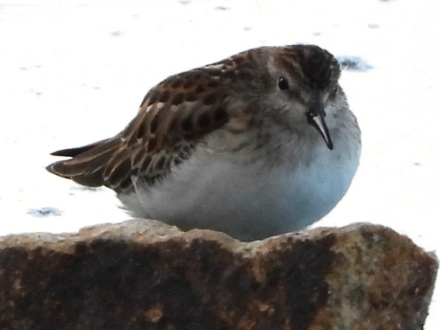 Least Sandpiper - ML642291386