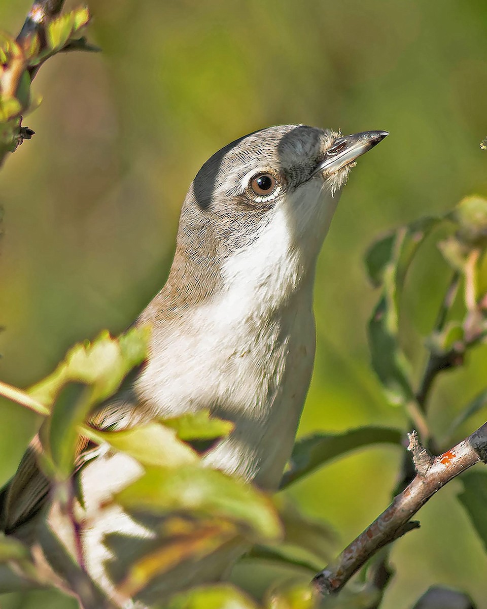 Greater Whitethroat - ML642291389