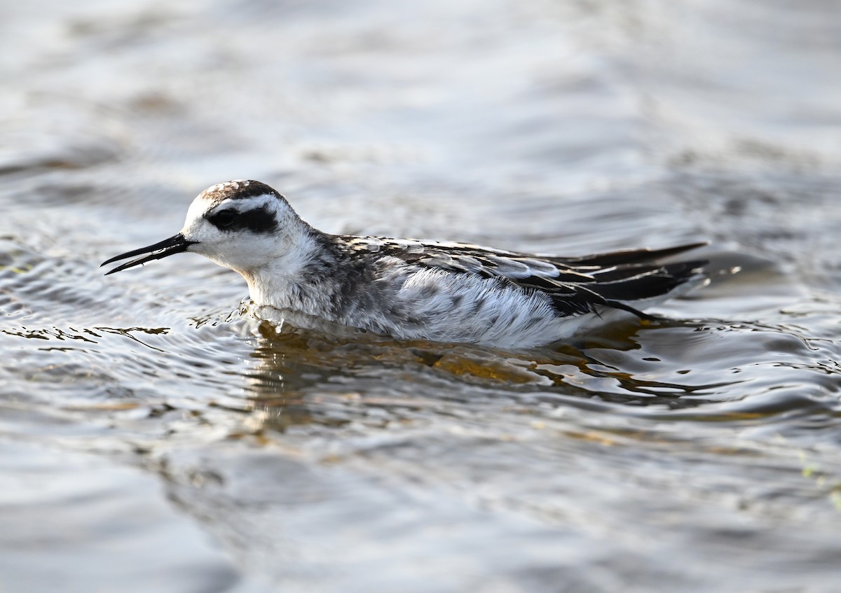 Red-necked Phalarope - ML642291433