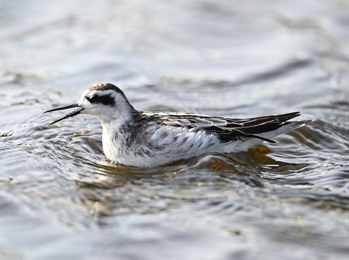 Red-necked Phalarope - ML642291434