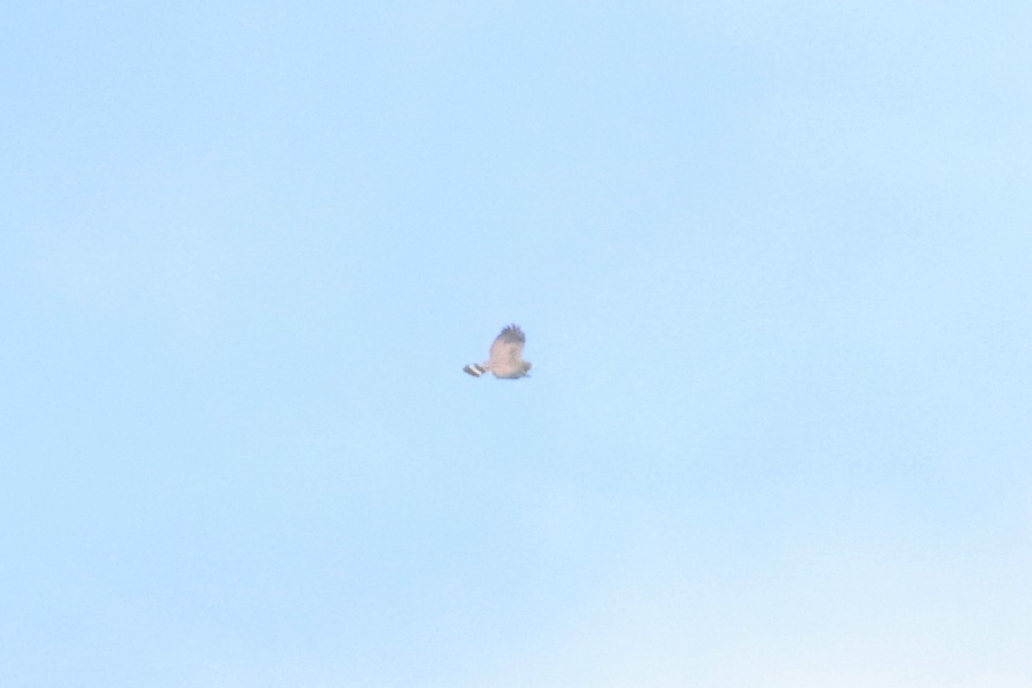 Broad-winged Hawk - ML642291461