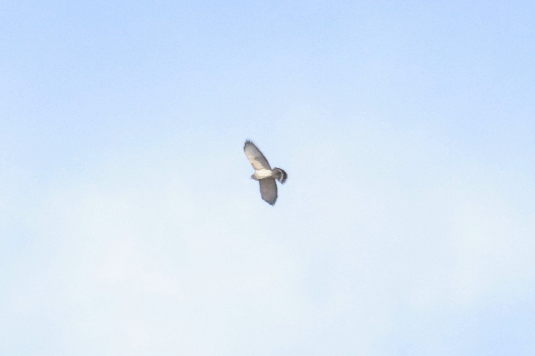 Broad-winged Hawk - ML642291462