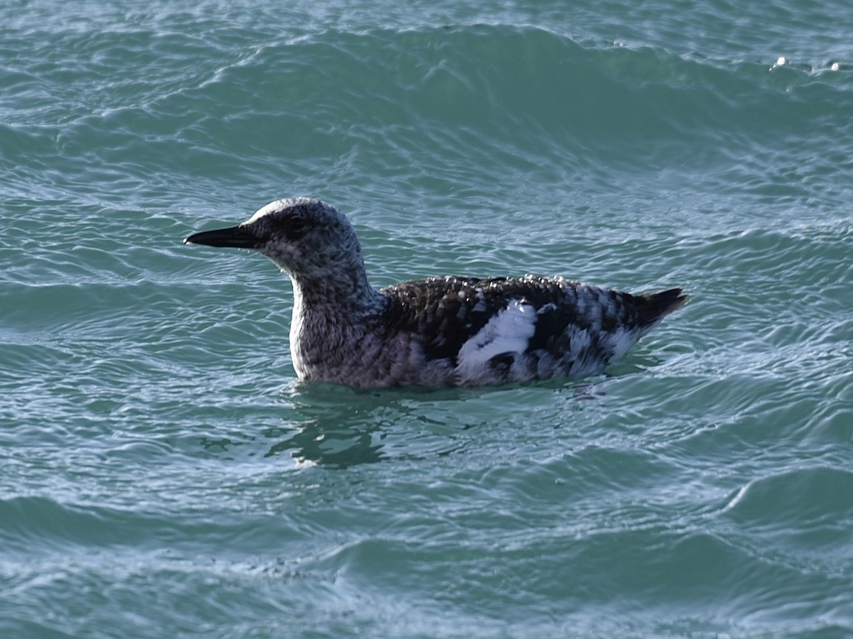 Black Guillemot - ML642291480