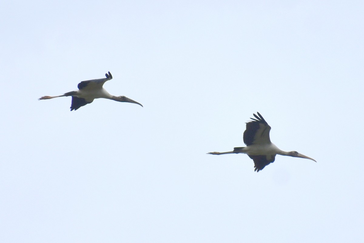 Wood Stork - ML642291486