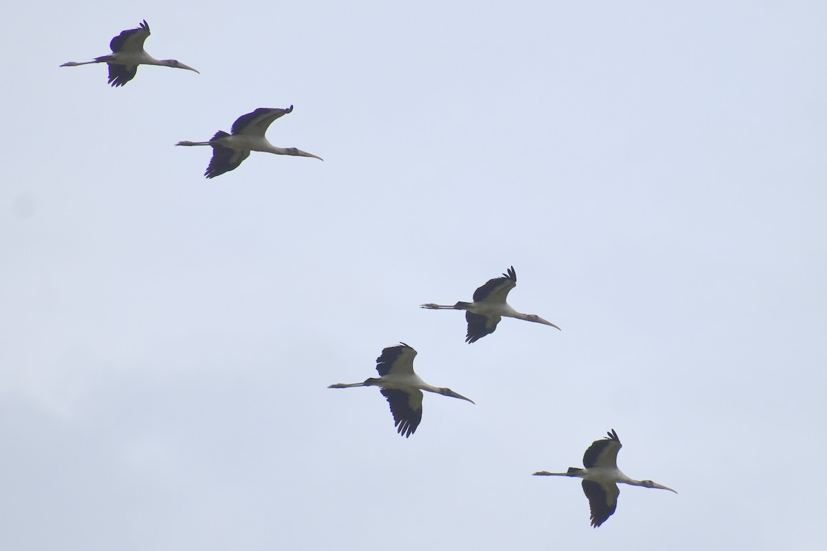 Wood Stork - ML642291488