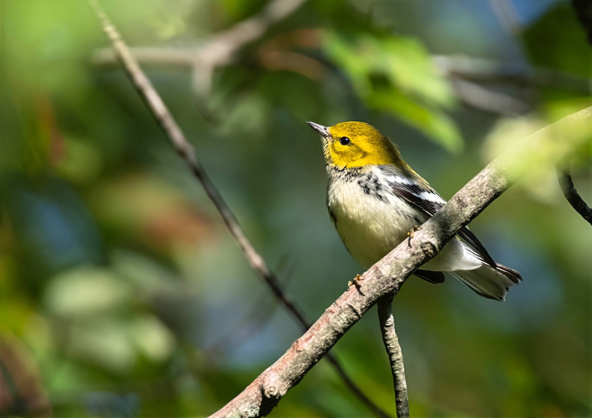 Black-throated Green Warbler - ML642291601