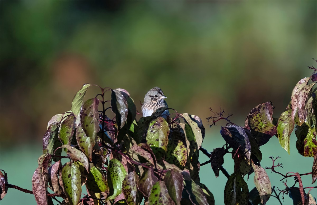 Lincoln's Sparrow - ML642291606