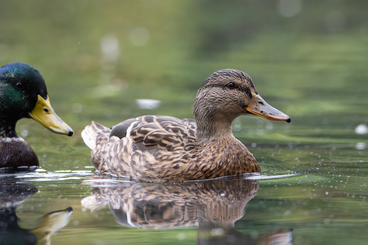 Canard colvert - ML642291609