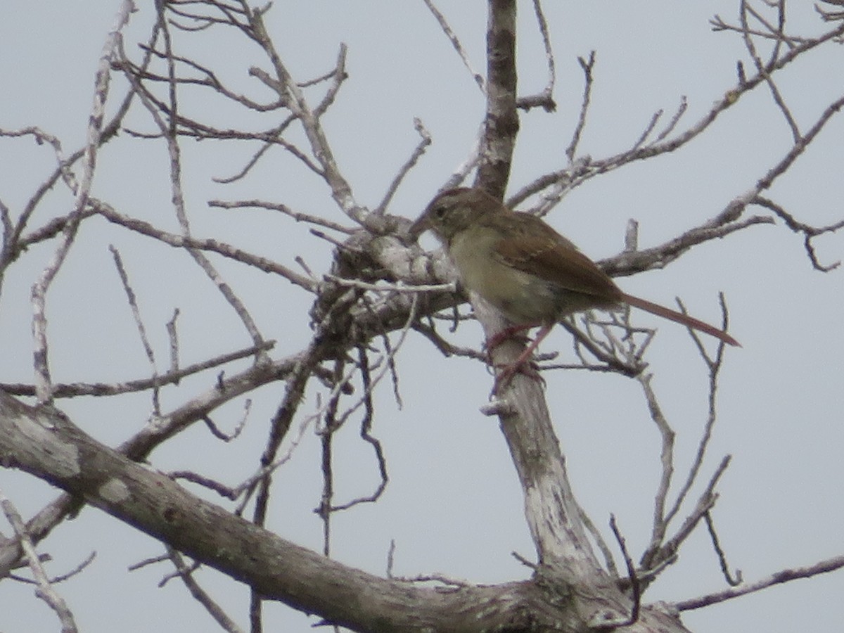 Rufous-crowned Sparrow - ML642291614