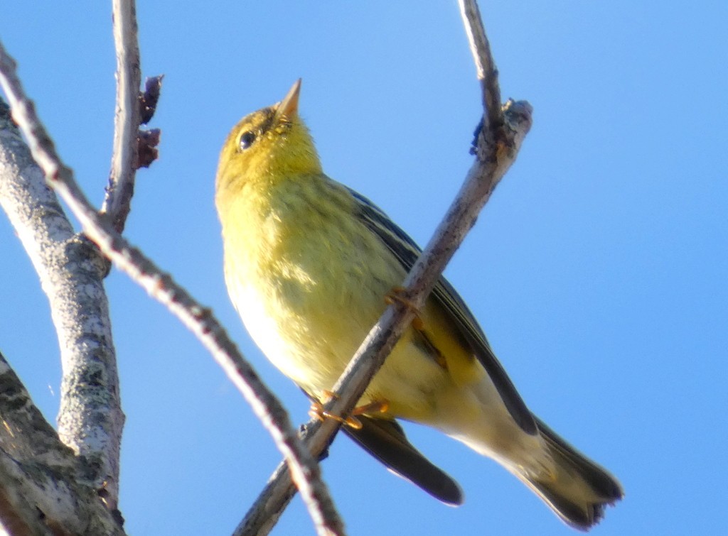 Paruline rayée - ML642291620