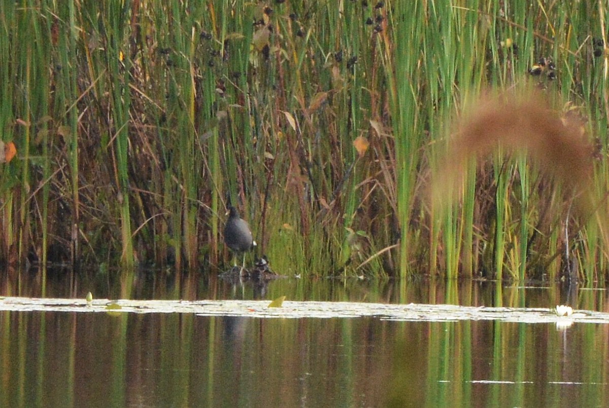 Gallinule d'Amérique - ML642291621