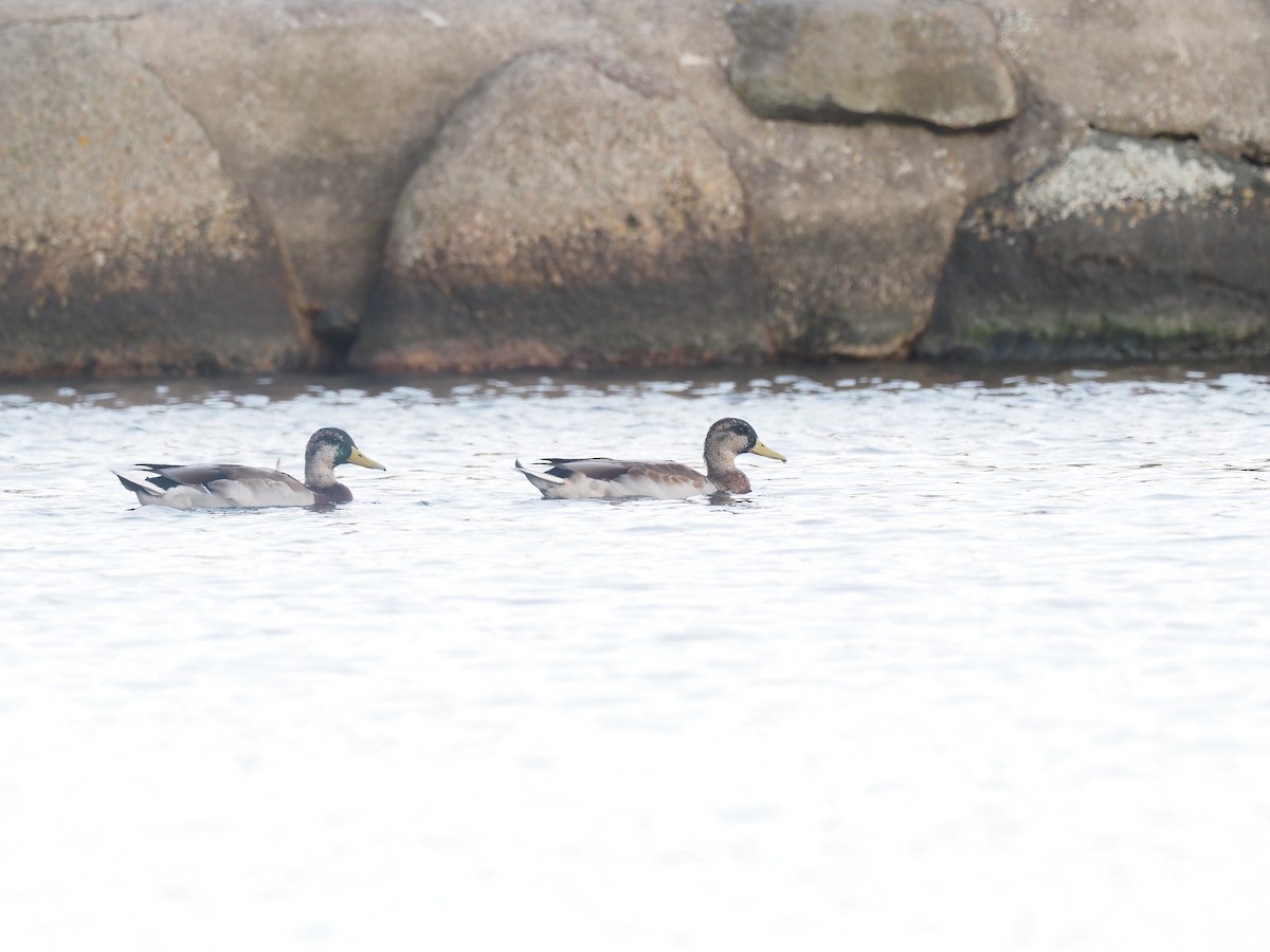 Canard colvert - ML642291622