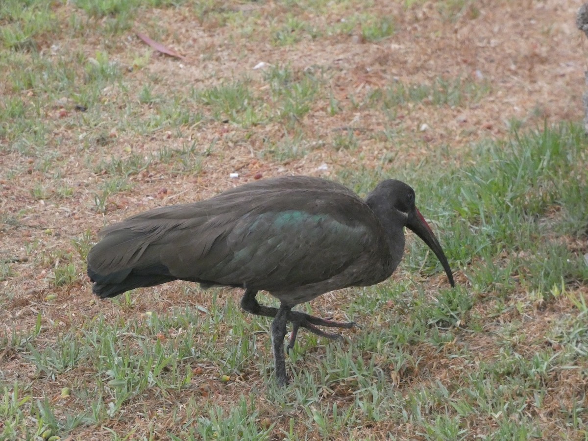 Ibis hagedash - ML642291623