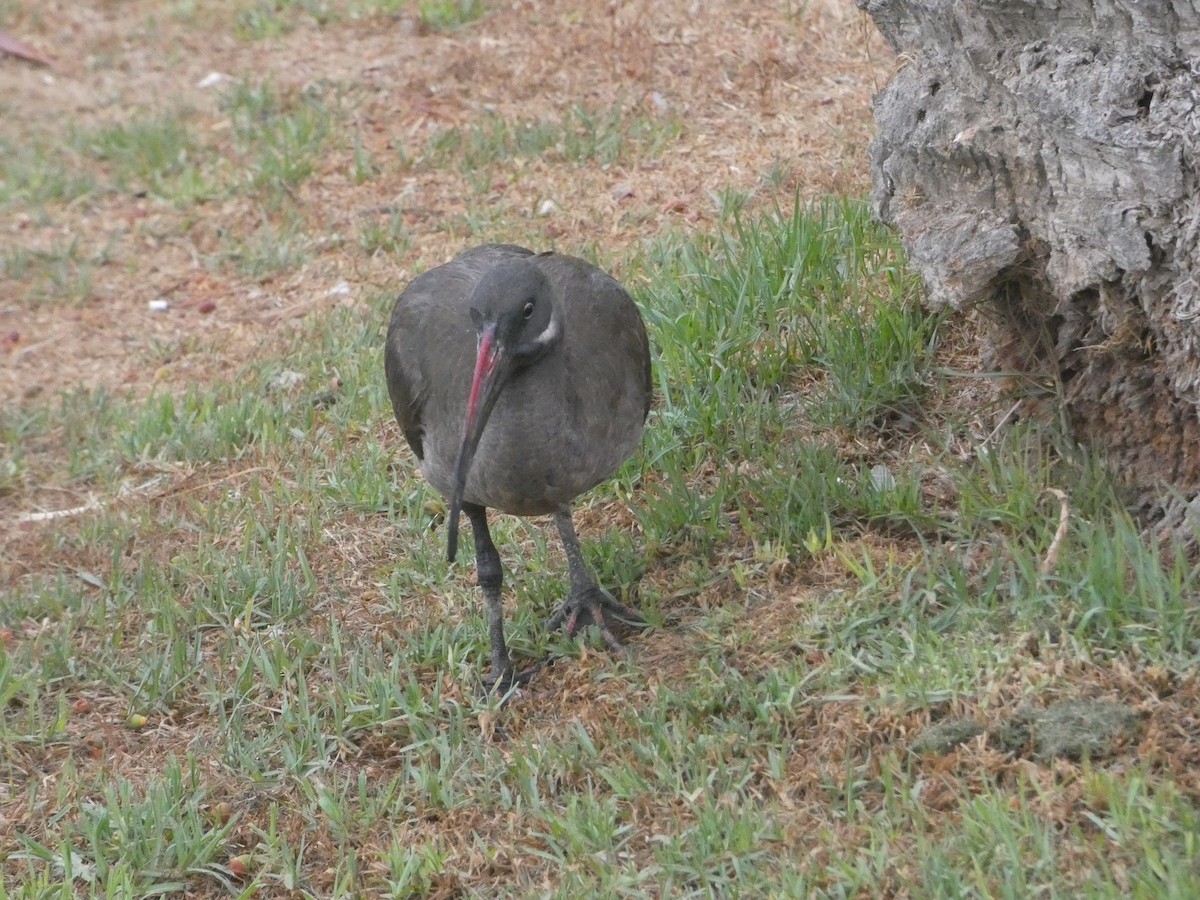 Ibis hagedash - ML642291625