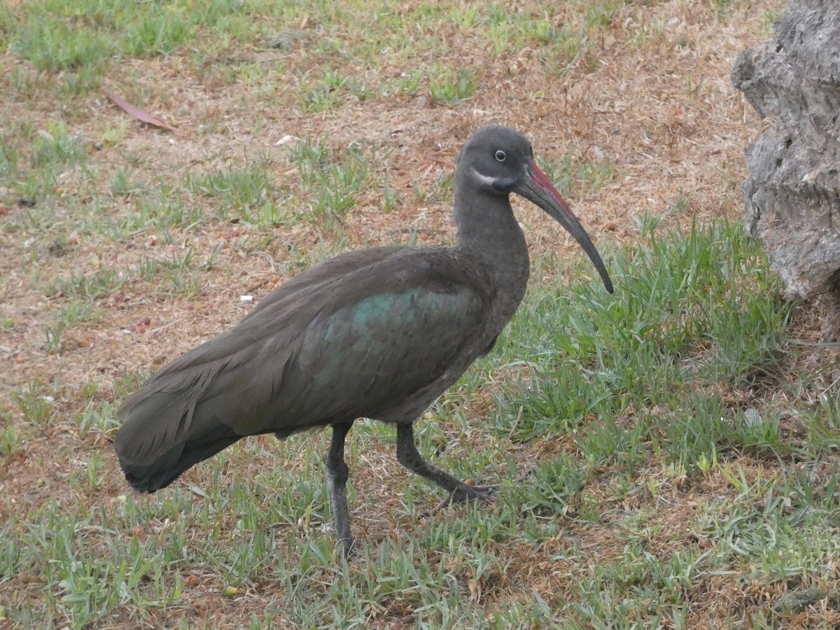 Ibis hagedash - ML642291626