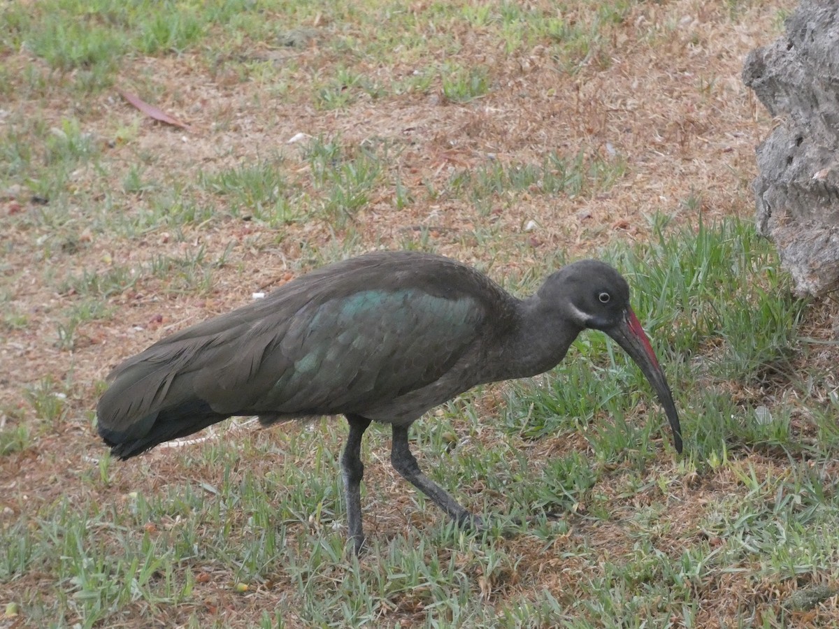Ibis hagedash - ML642291627