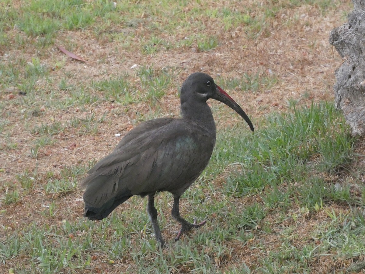 Ibis hagedash - ML642291628
