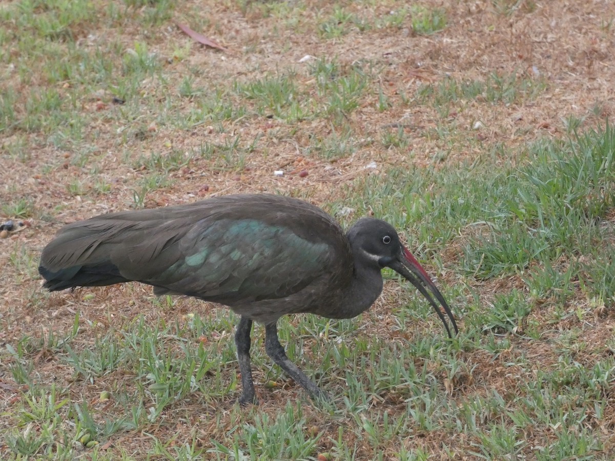 Ibis hagedash - ML642291629