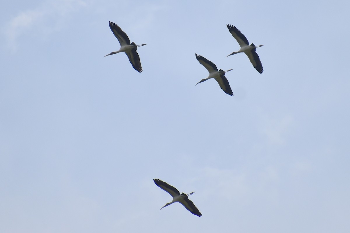 Wood Stork - ML642291642