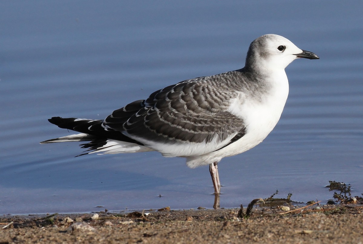 Sabine's Gull - ML642291681