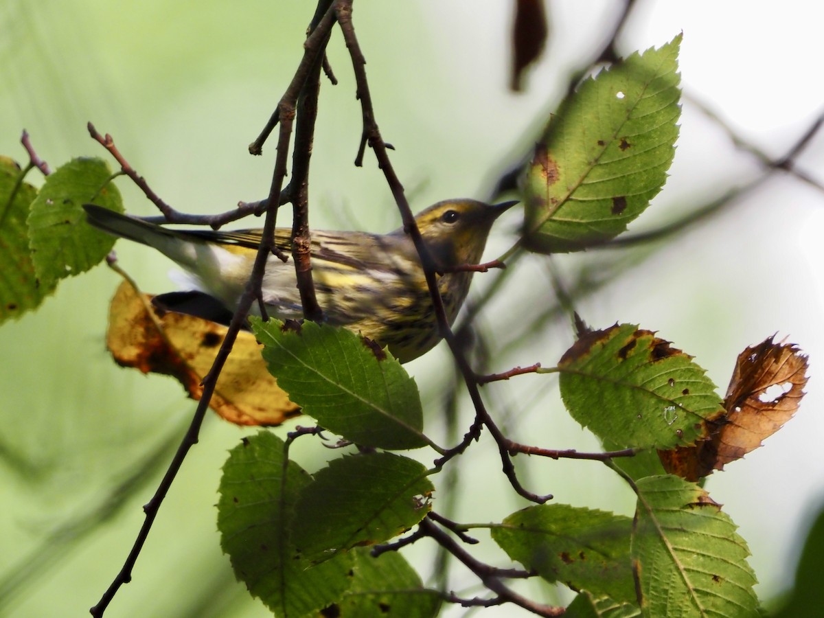 brunkinnparula - ML642291684