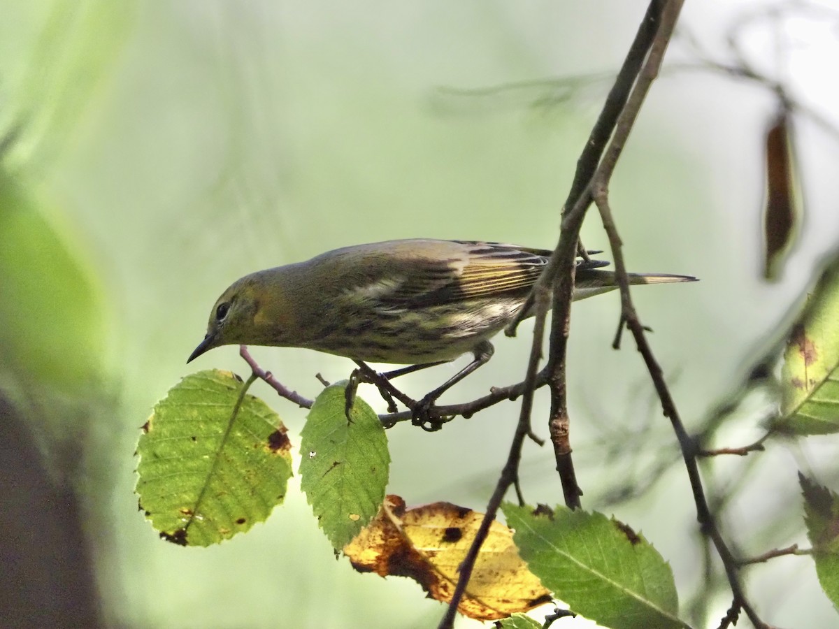 brunkinnparula - ML642291685