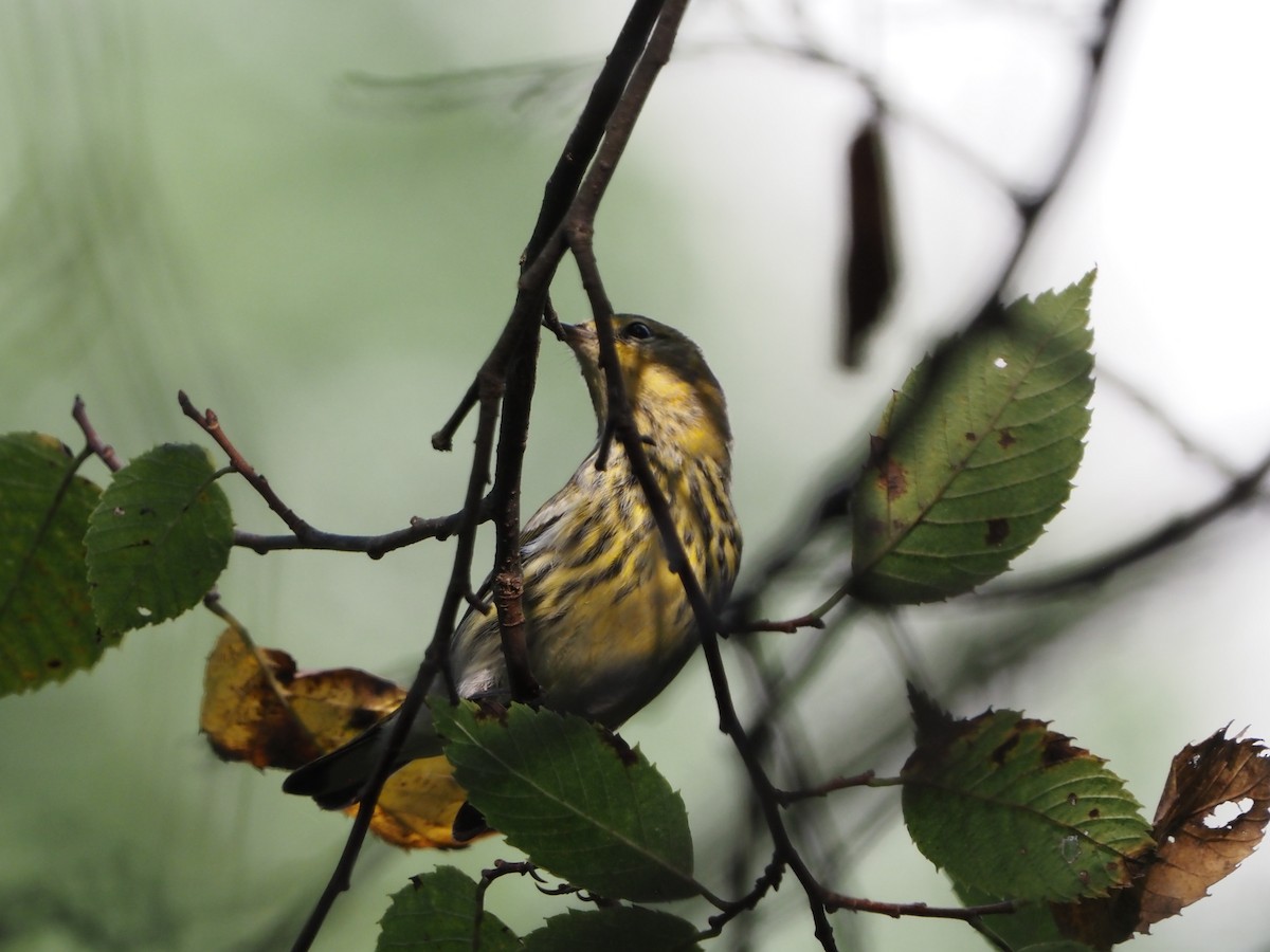 brunkinnparula - ML642291686