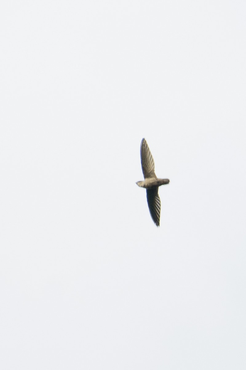 skorsteinsseiler - ML642291698
