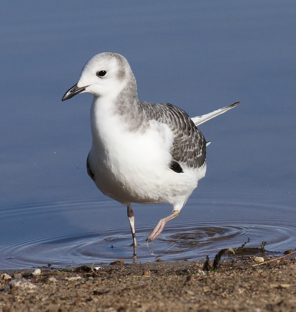 Sabine's Gull - ML642291701