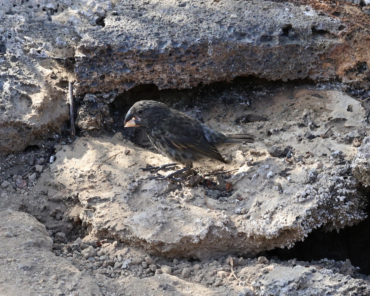 Large Ground-Finch - ML642291714