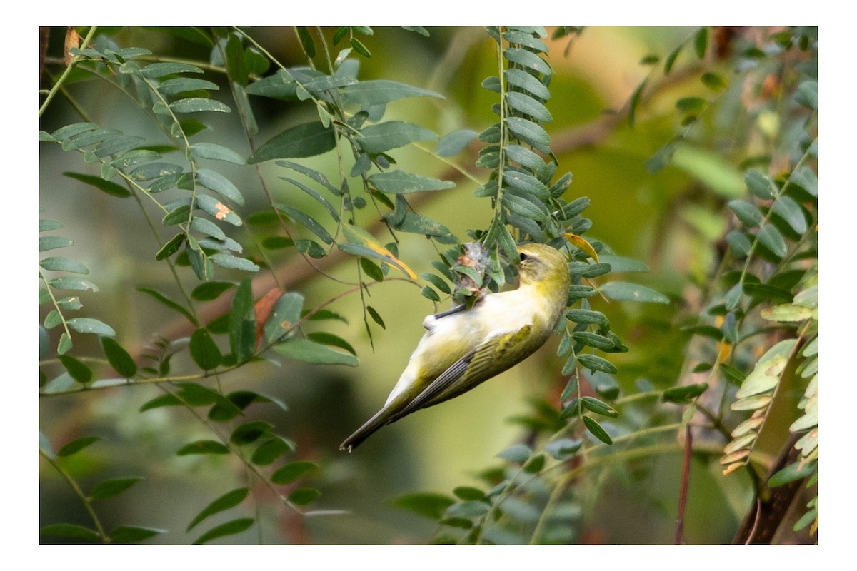 Tennessee Warbler - ML642291730