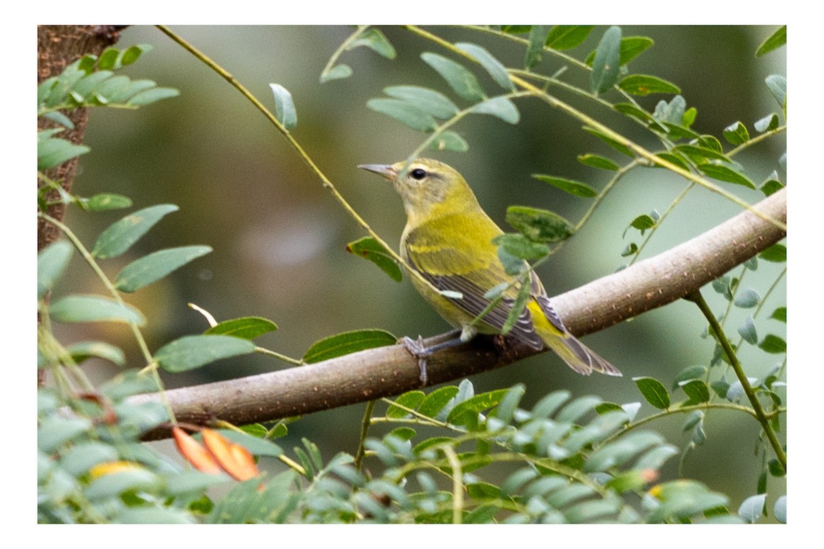 Tennessee Warbler - ML642291731