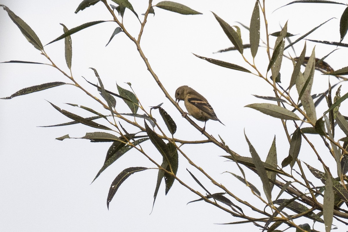gulstillits - ML642291753