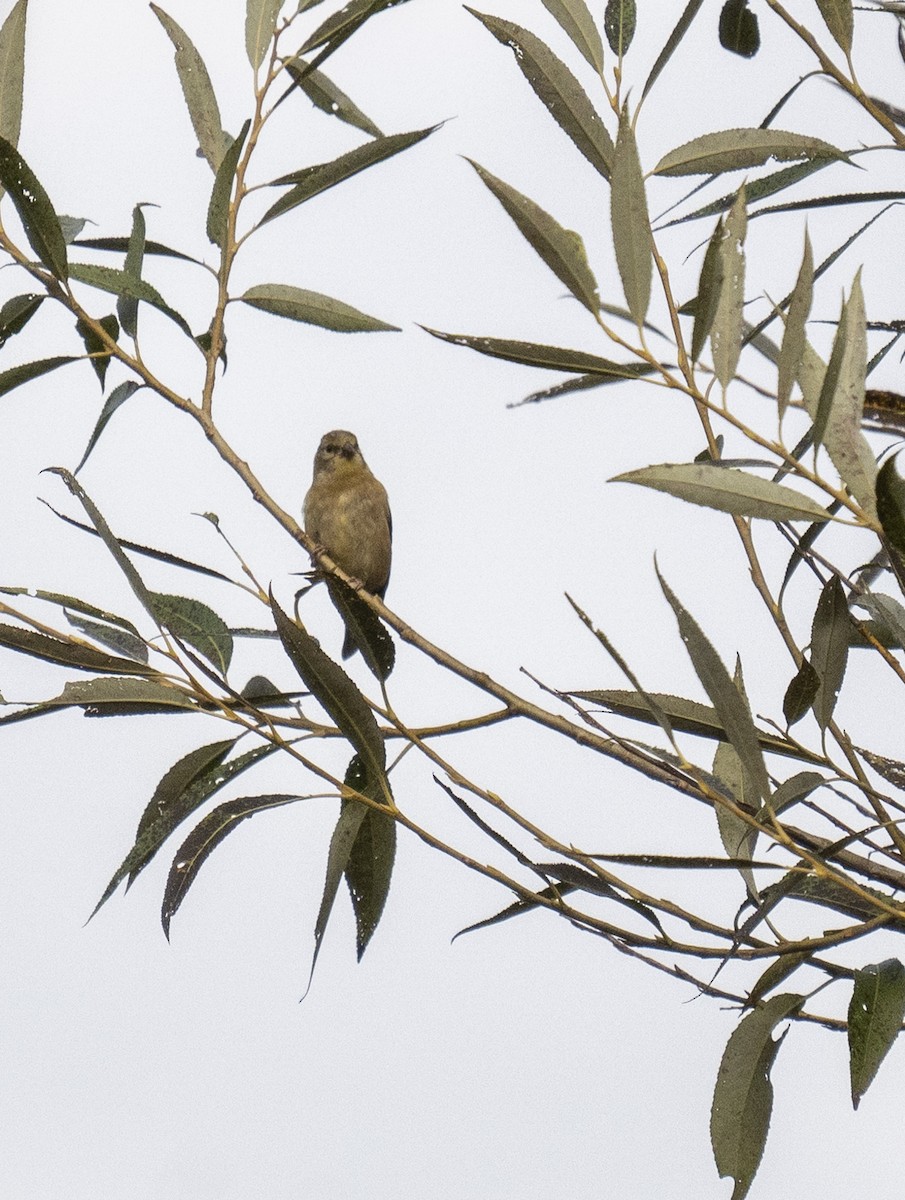 gulstillits - ML642291754