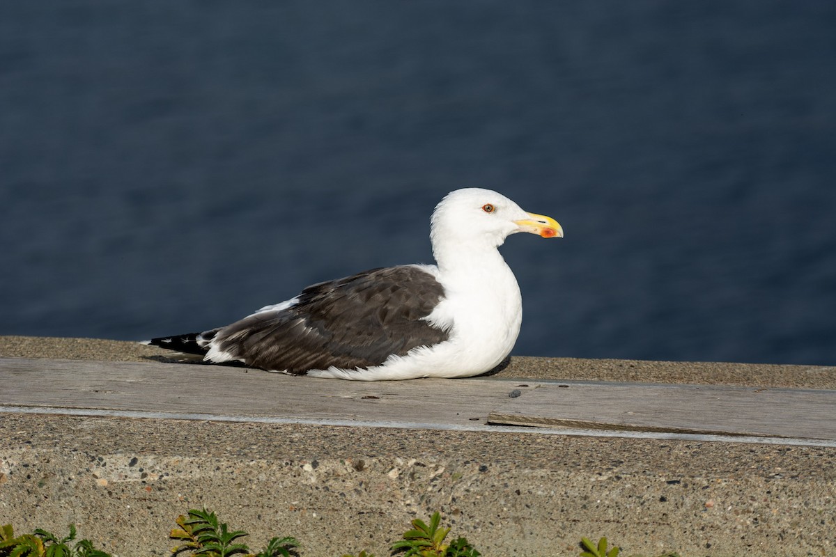 Great Black-backed Gull - ML642291758