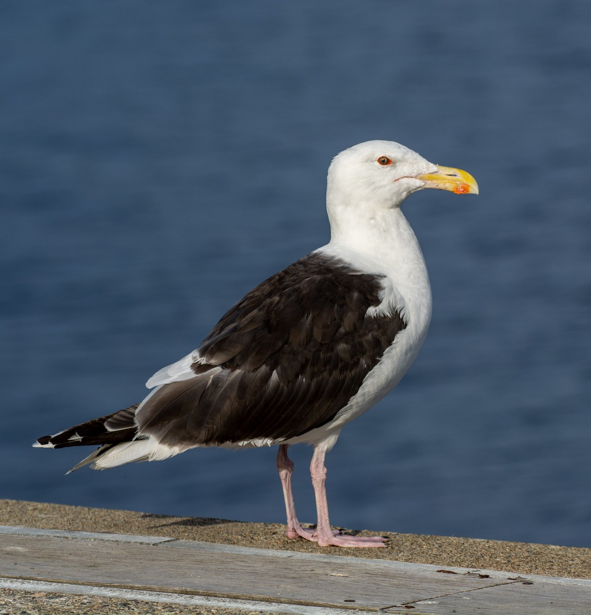 Great Black-backed Gull - ML642291760
